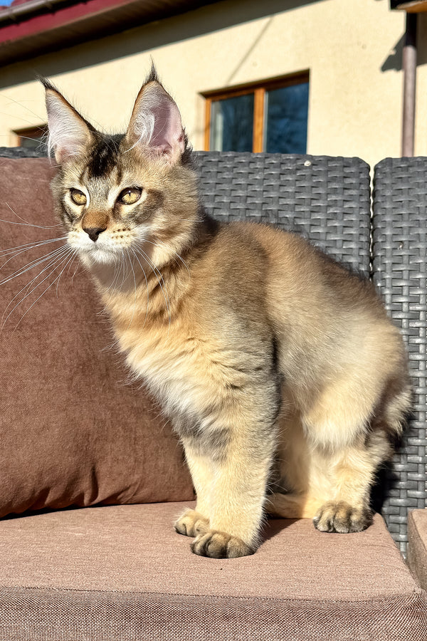 Sydney | Golden Maine Coon Kitten