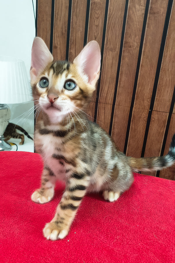 Charle | Bengal Kitten
