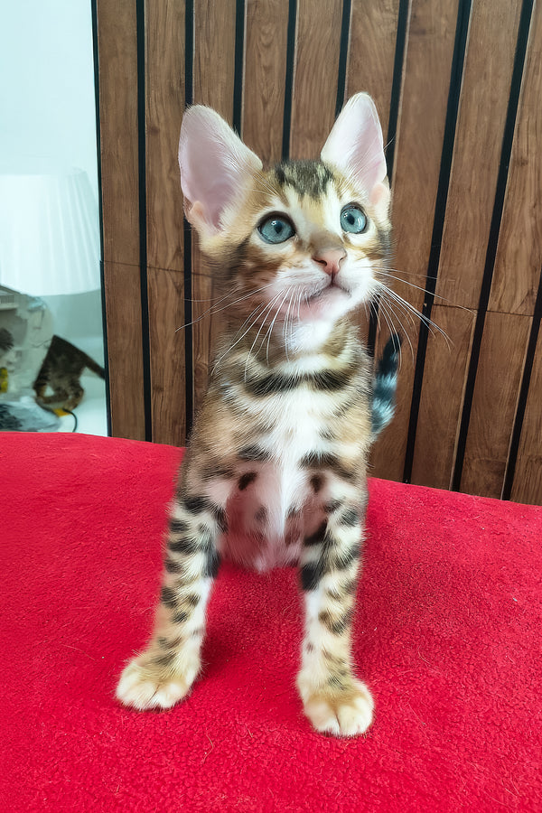 Charle | Bengal Kitten