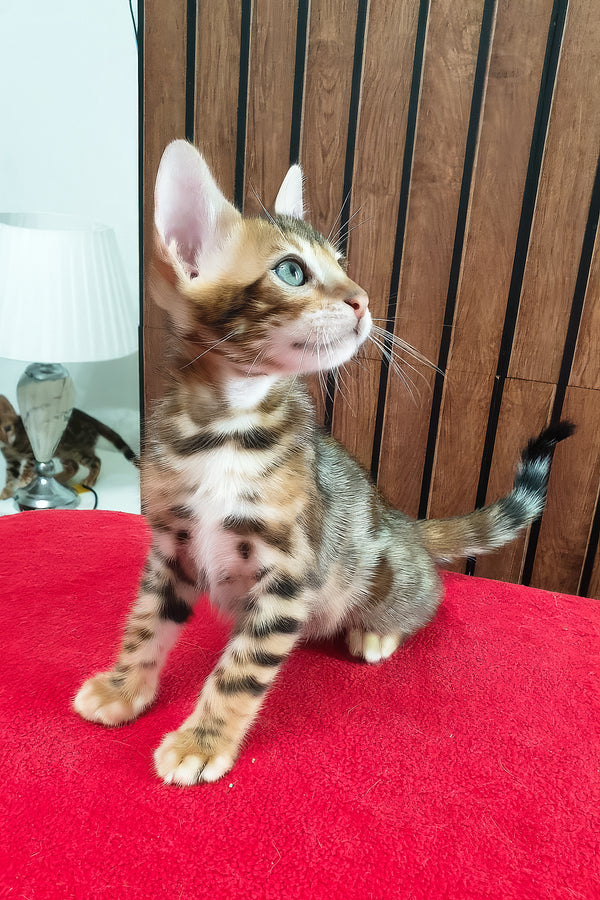 Charle | Bengal Kitten
