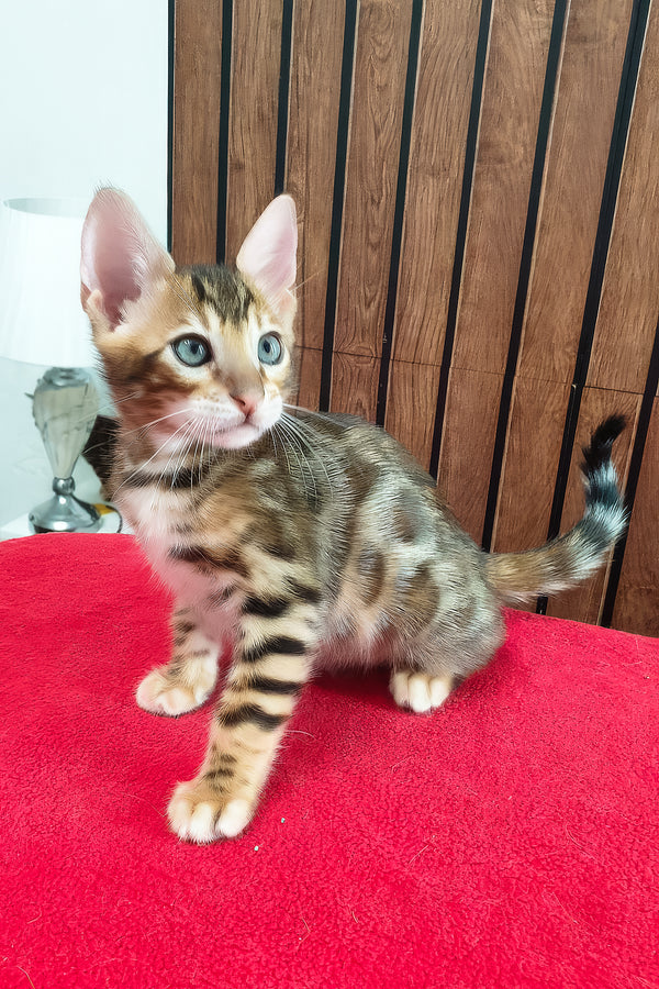 Charle | Bengal Kitten