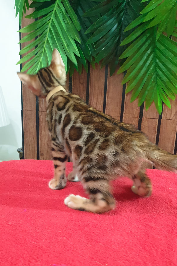 Charle | Bengal Kitten