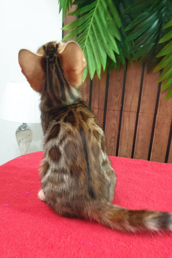 Charle | Bengal Kitten