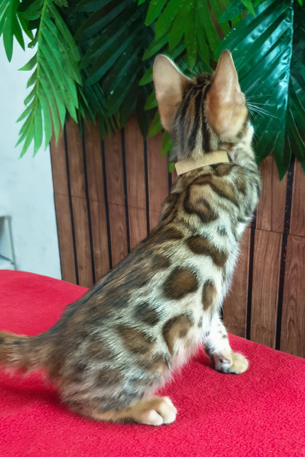 Charle | Bengal Kitten