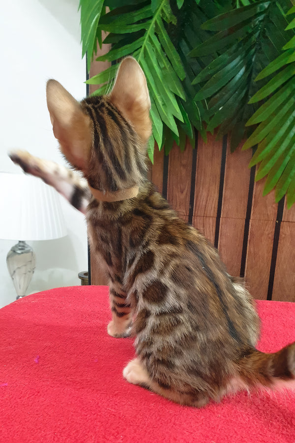 Charle | Bengal Kitten