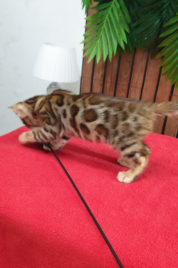 Charle | Bengal Kitten