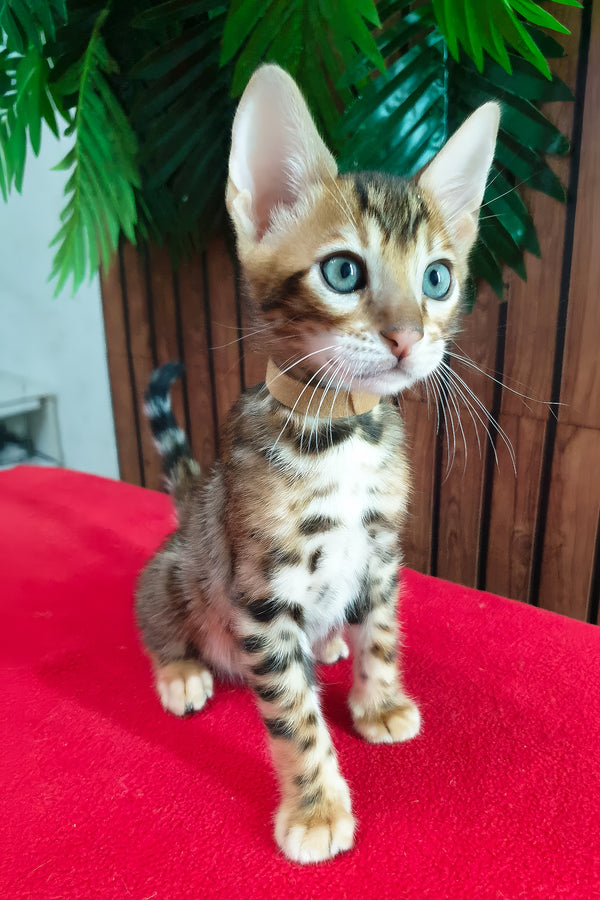 Charle | Bengal Kitten