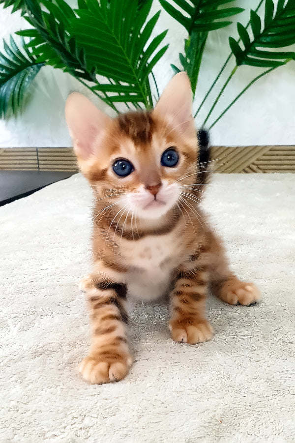Alamo | Bengal Kitten