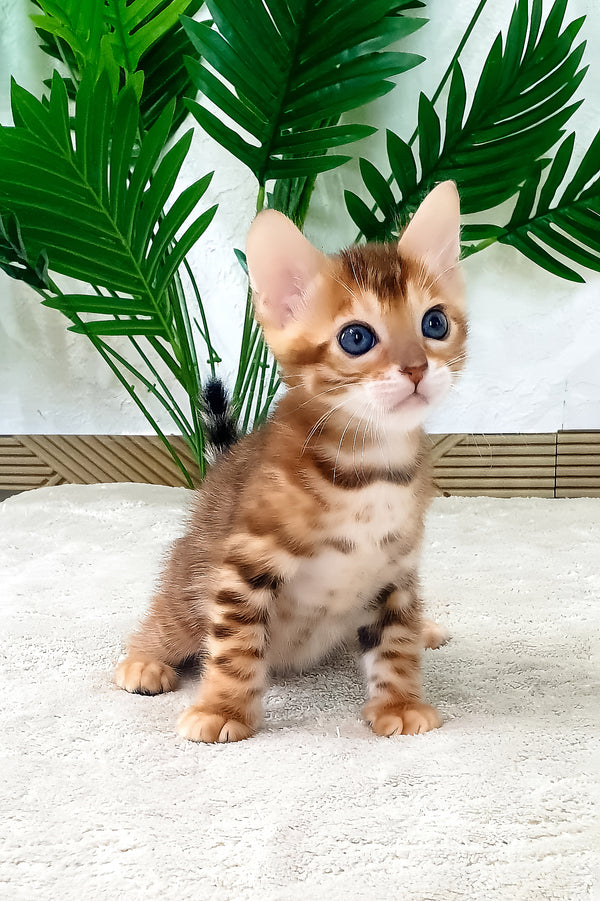 Alamo | Bengal Kitten