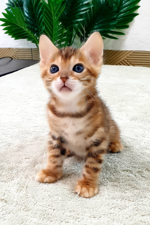 Alamo | Bengal Kitten