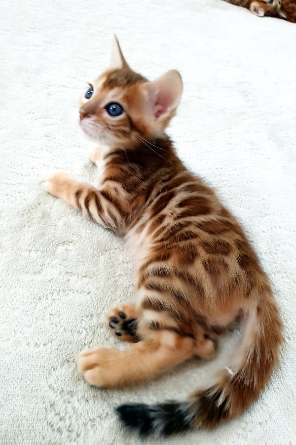 Alamo | Bengal Kitten