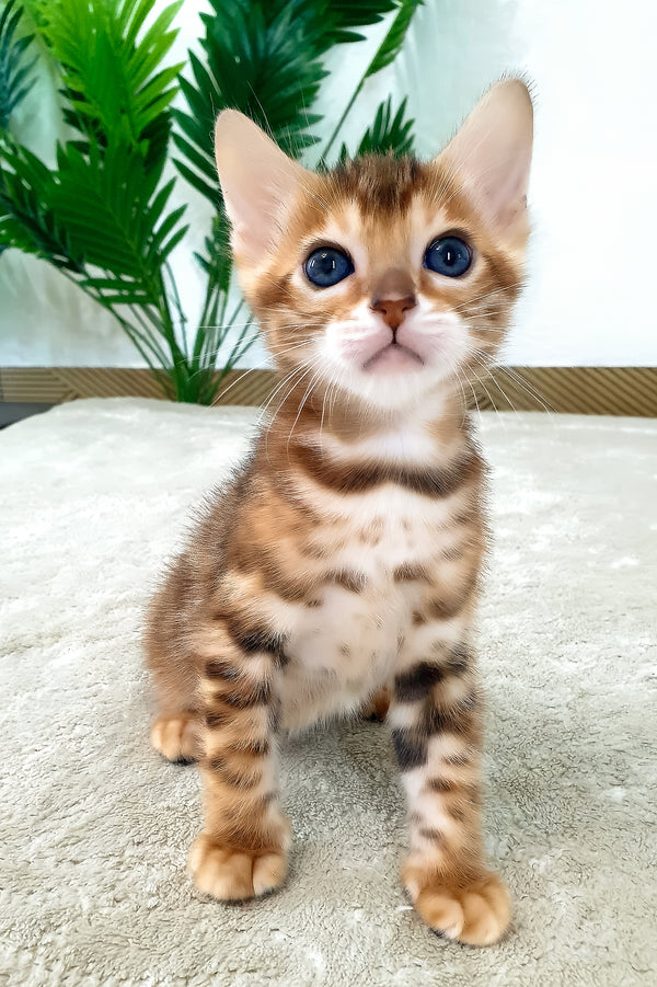 Alamo | Bengal Kitten