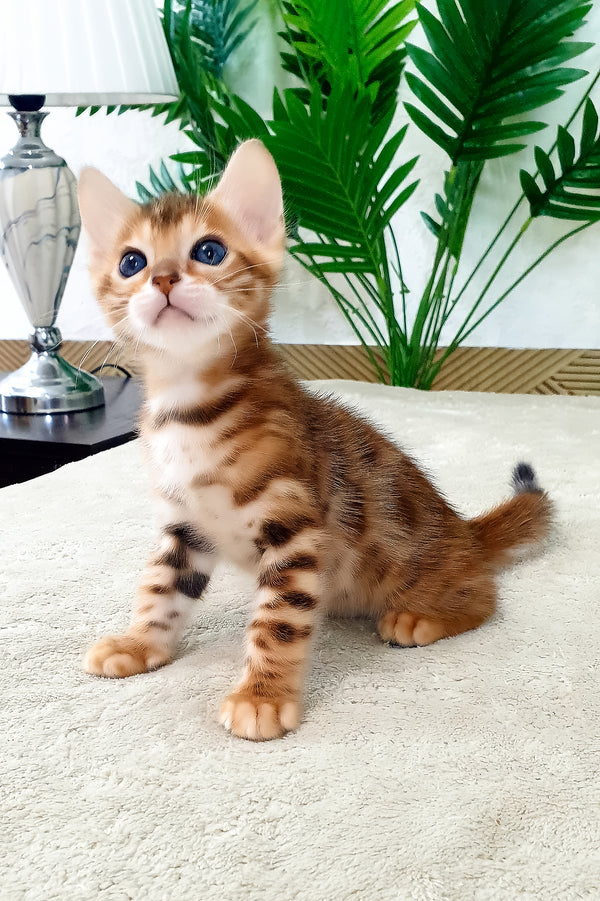 Alamo | Bengal Kitten