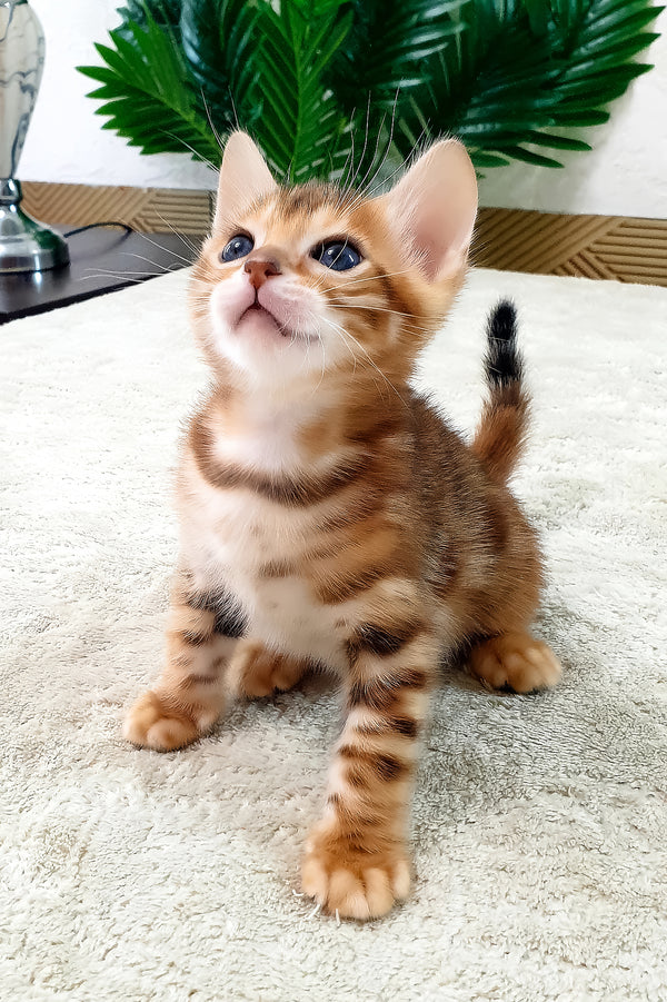 Alamo | Bengal Kitten