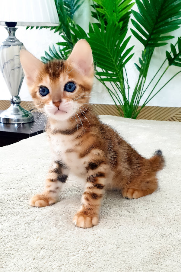 Alamo | Bengal Kitten