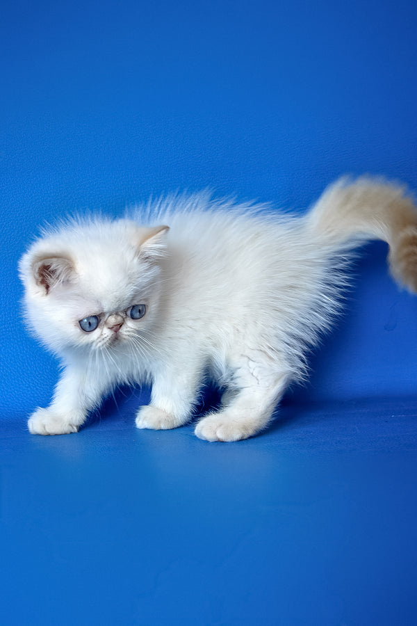 Timothy | Exotic Shorthair Kitten