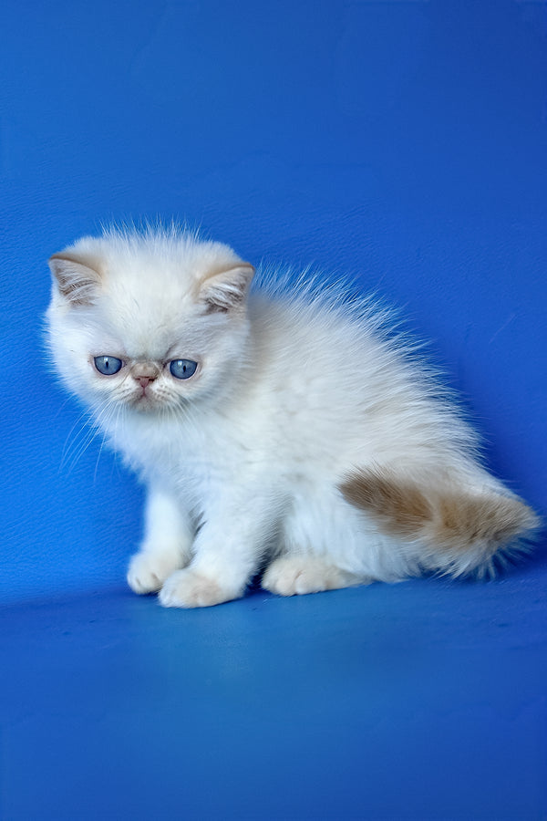 Timothy | Exotic Shorthair Kitten