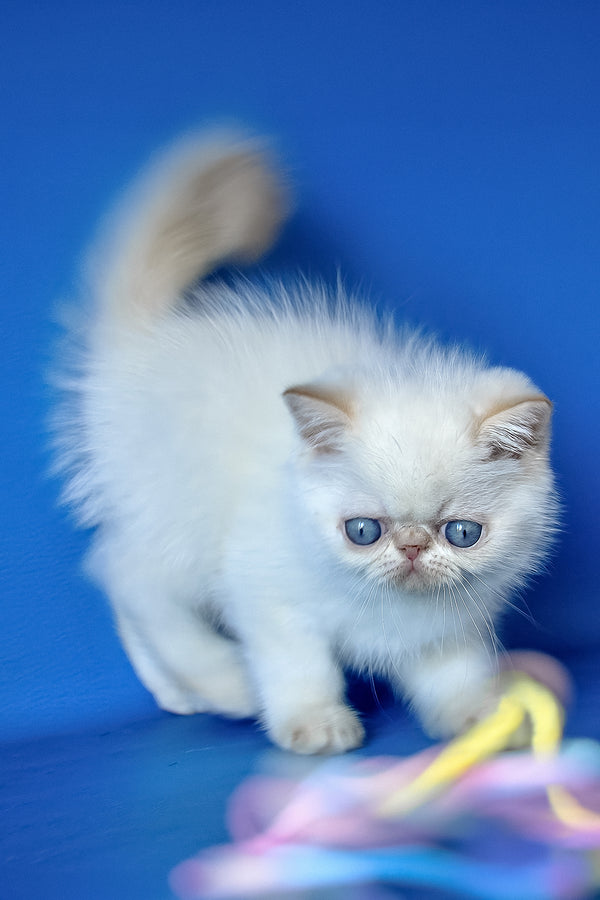 Timothy | Exotic Shorthair Kitten