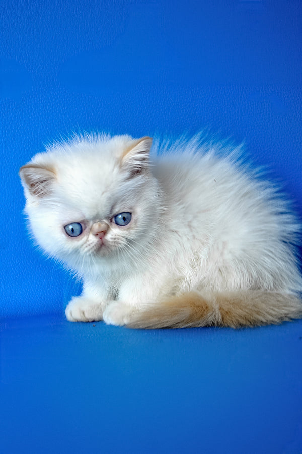 Timothy | Exotic Shorthair Kitten