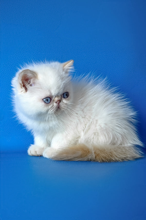 Timothy | Exotic Shorthair Kitten