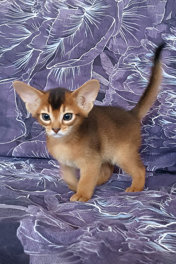 Gasper | Abyssinian Kitten