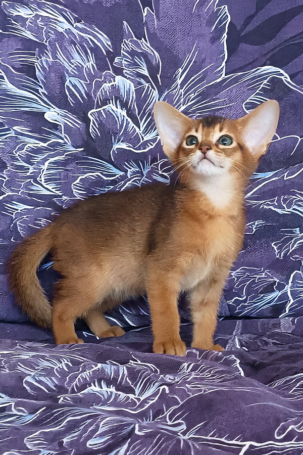 Gasper | Abyssinian Kitten