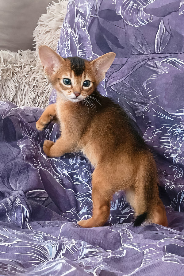 Gasper | Abyssinian Kitten