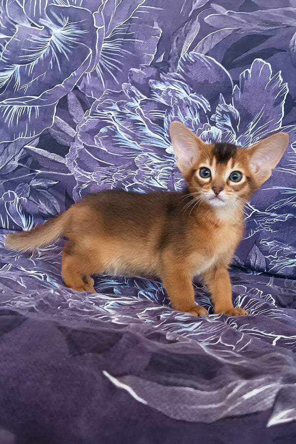 Gasper | Abyssinian Kitten