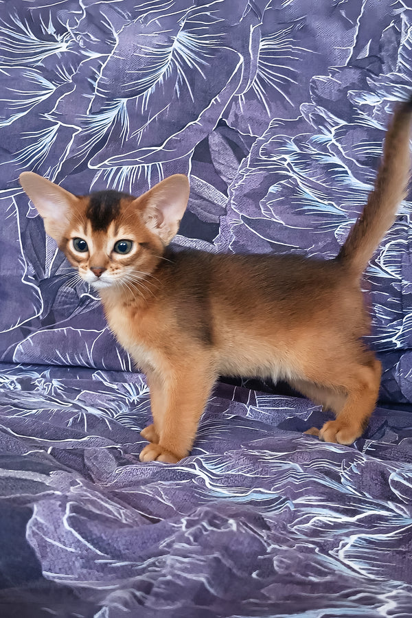 Gasper | Abyssinian Kitten