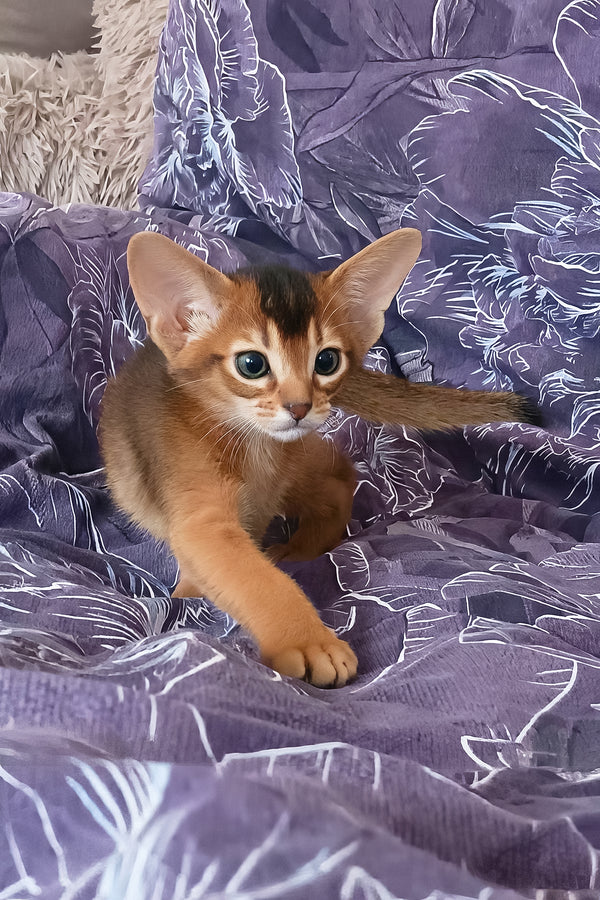 Gasper | Abyssinian Kitten
