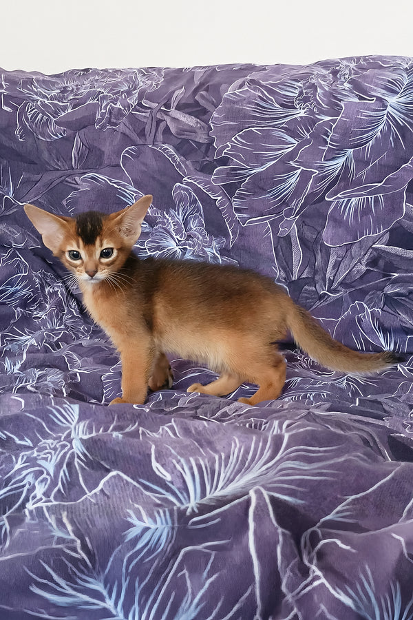 Gasper | Abyssinian Kitten