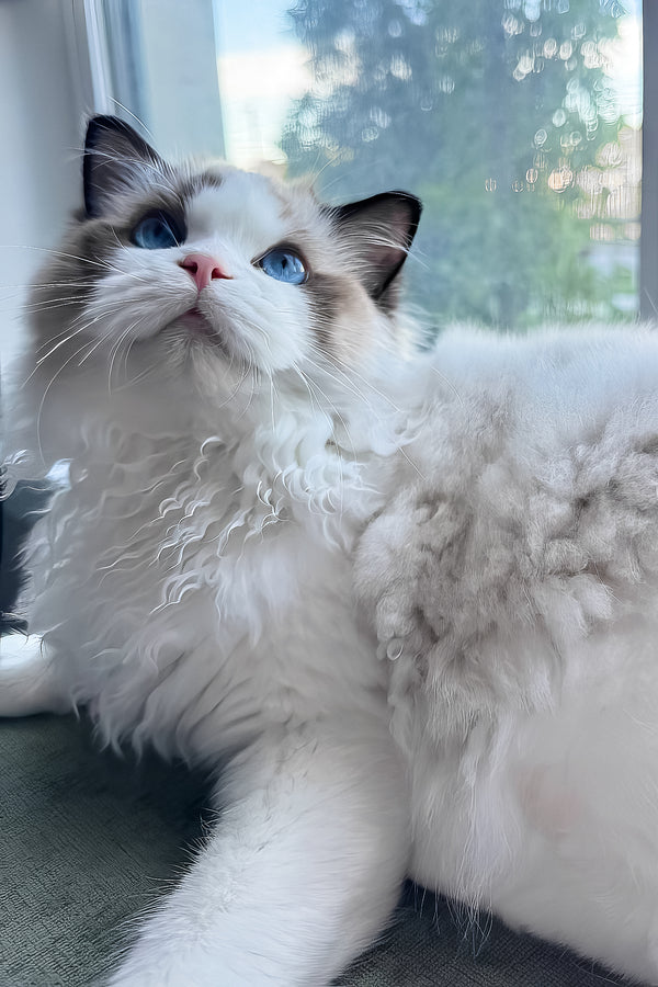 Taco | Ragdoll Kitten