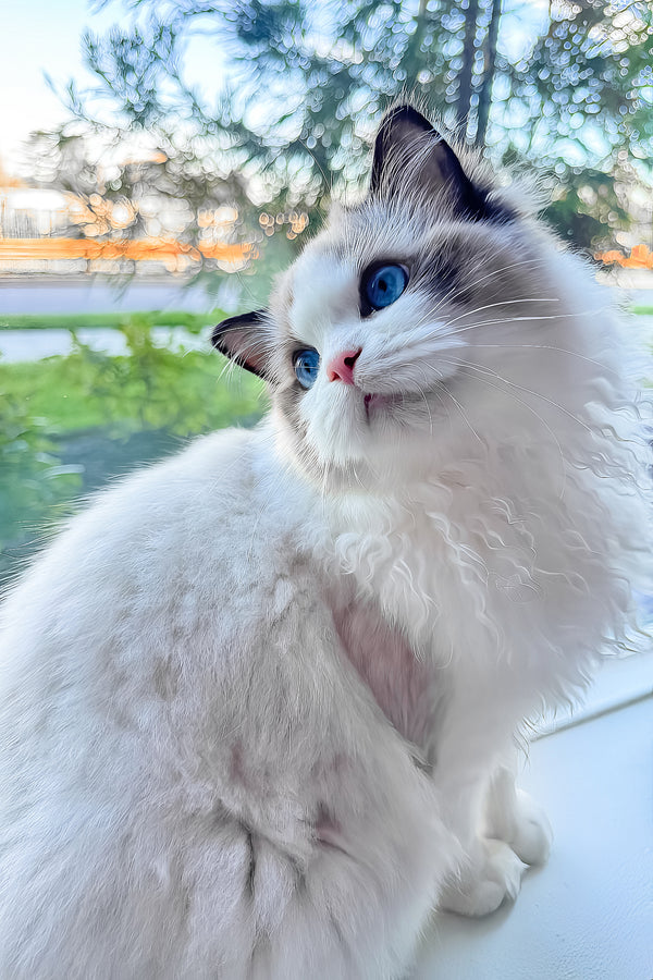 Taco | Ragdoll Kitten