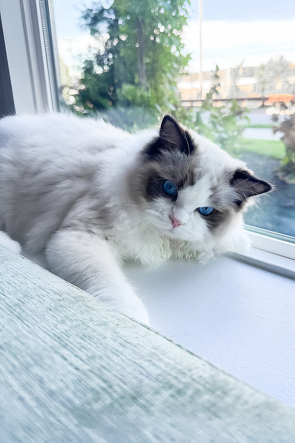 Taco | Ragdoll Kitten