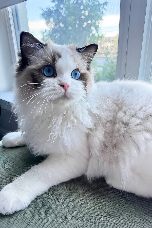 Taco | Ragdoll Kitten