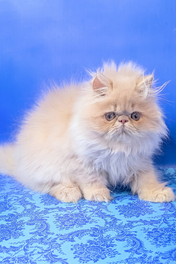Taki | Persian Kitten