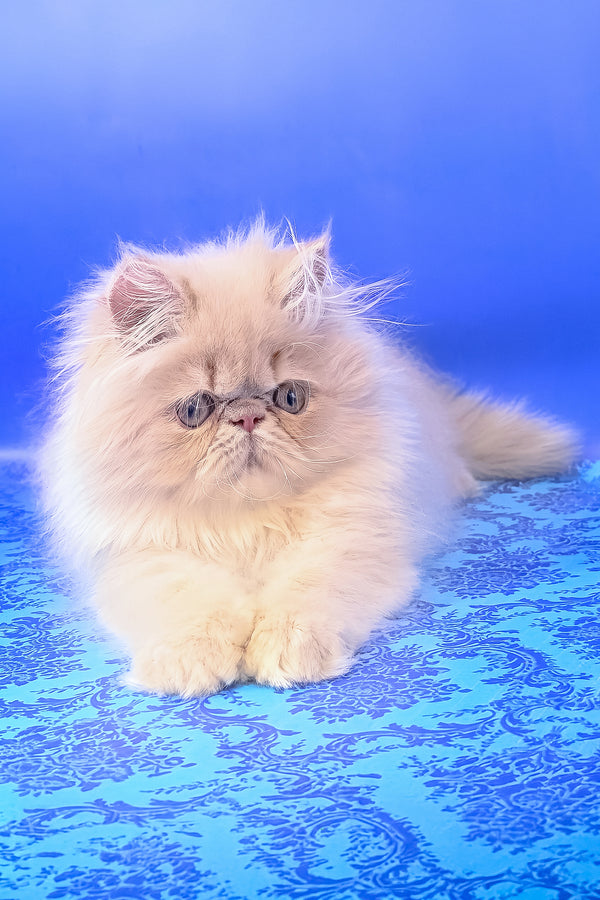 Taki | Persian Kitten