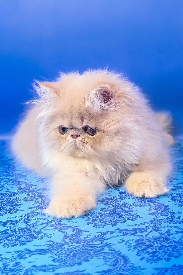 Taki | Persian Kitten