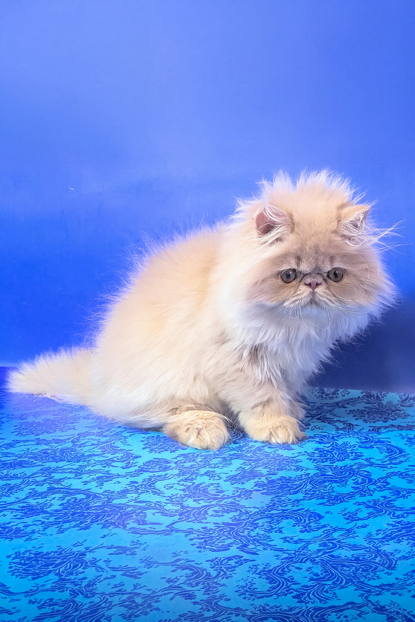 Taki | Persian Kitten