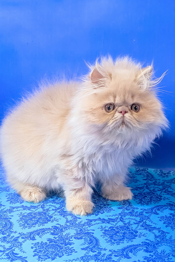 Taki | Persian Kitten