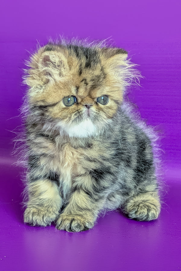Tanaris | Persian Kitten