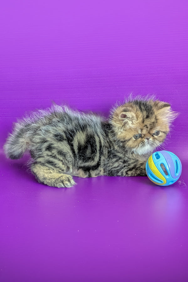 Tanaris | Persian Kitten