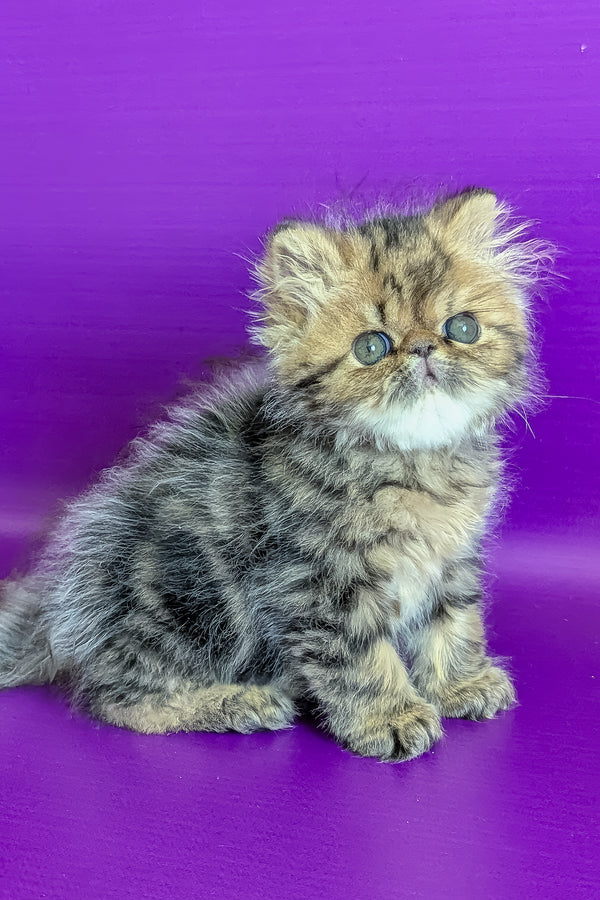 Tanaris | Persian Kitten