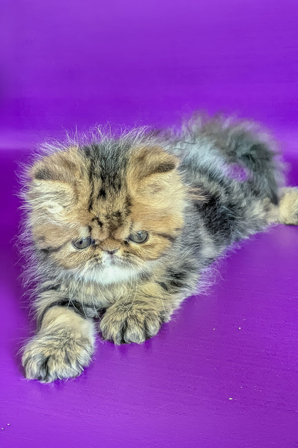 Tanaris | Persian Kitten