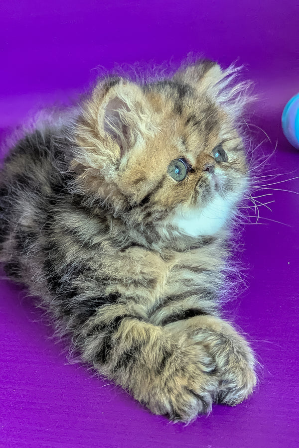 Tanaris | Persian Kitten
