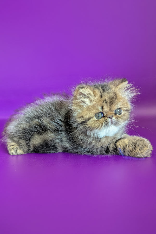Tanaris | Persian Kitten