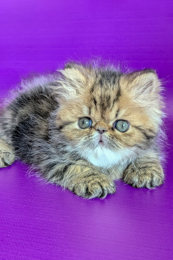 Tanaris | Persian Kitten