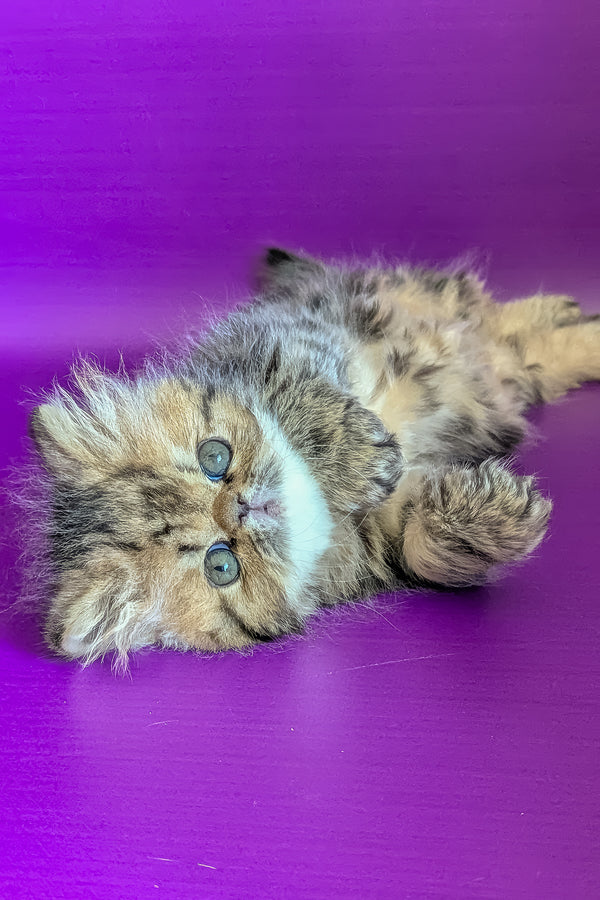 Tanaris | Persian Kitten