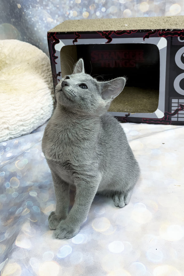Tango | Russian Blue Kitten