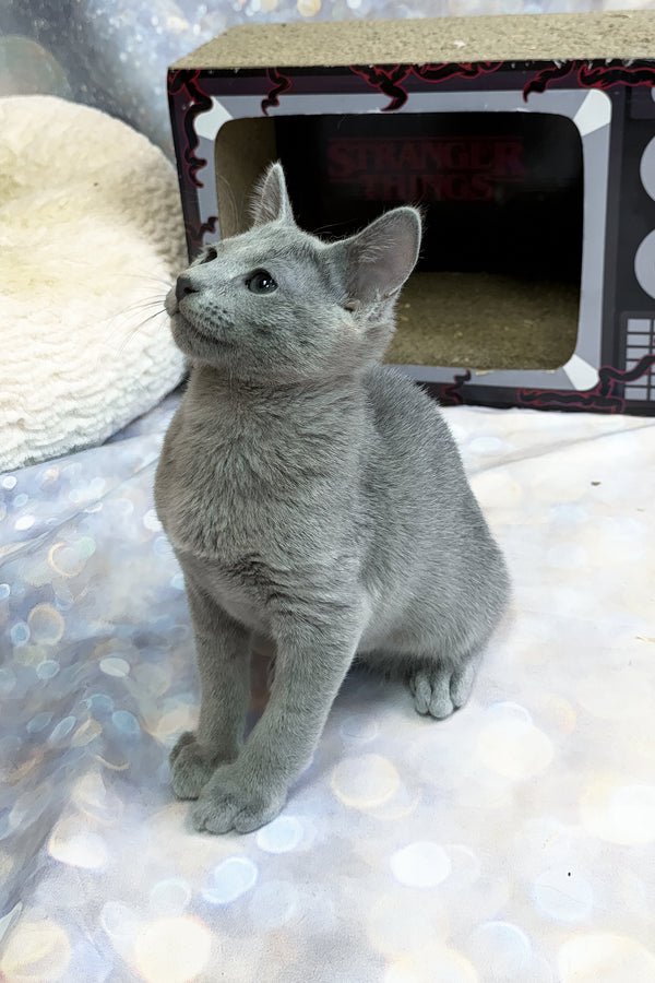 Tango | Russian Blue Kitten
